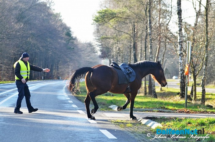 Paard breekt uit: Los op N347