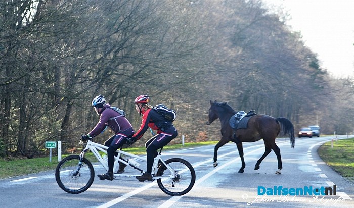 Paard breekt uit: Los op N347