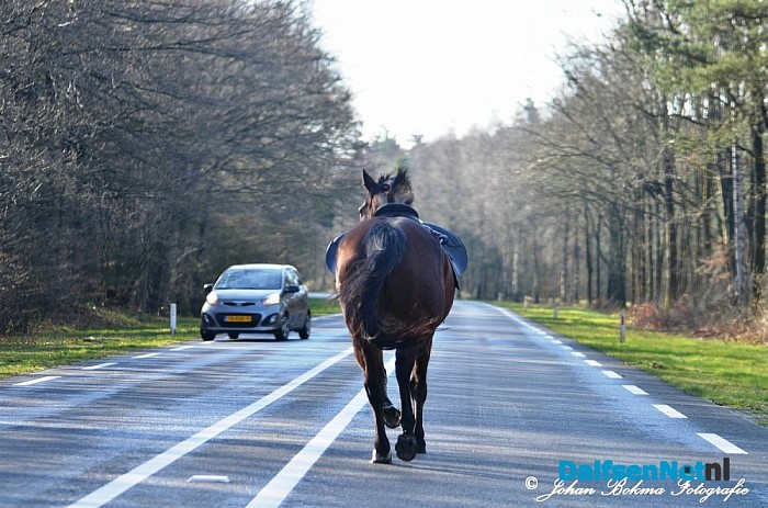 Paard breekt uit: Los op N347