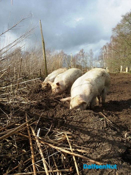 Eerste aardpeervarken van de Panhof geslacht