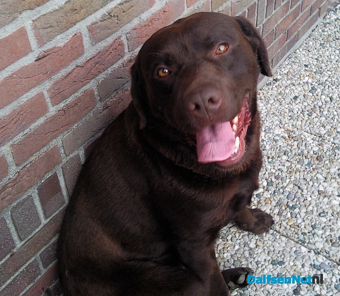 Hond vermist