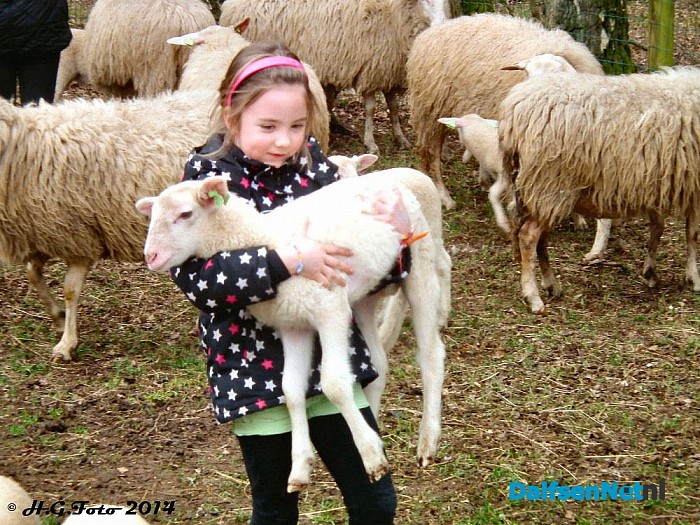 Lammetjesdag Schaapskooi Lemelerberg druk bezocht. - Foto: H.G. Foto