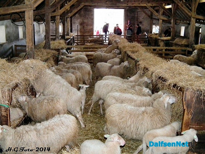 Lammetjesdag Schaapskooi Lemelerberg druk bezocht. - Foto: H.G. Foto