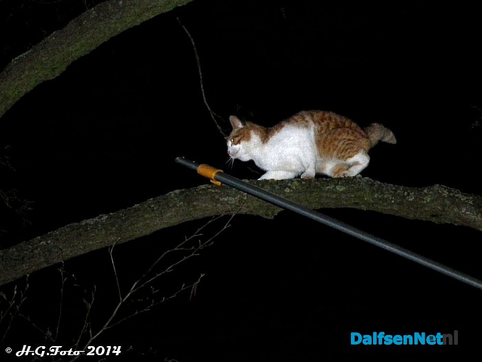 Kat zit drie dagen in een boom aan Kringsloot west. - Foto: H.G. Foto