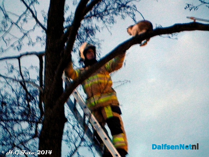 Kat zit drie dagen in een boom aan Kringsloot west. - Foto: H.G. Foto