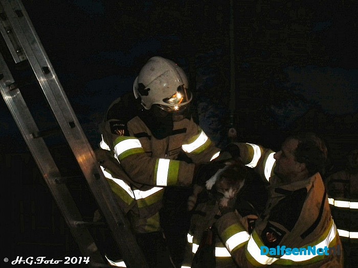 Kat zit drie dagen in een boom aan Kringsloot west. - Foto: H.G. Foto