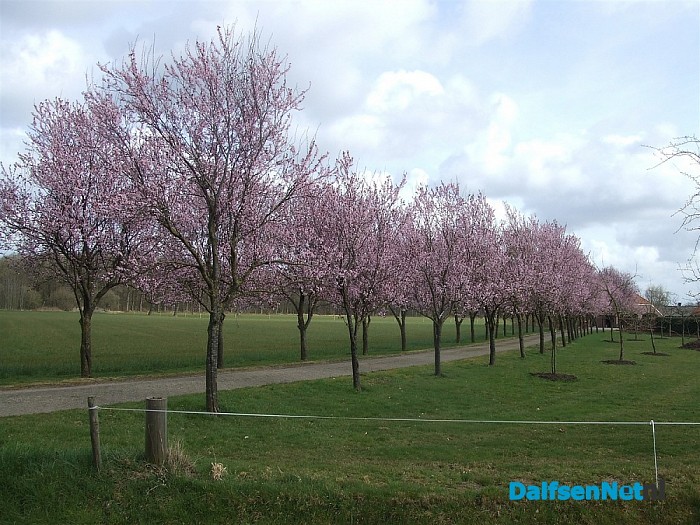 Als dit geen lente is…  Het smaakt naar meer.