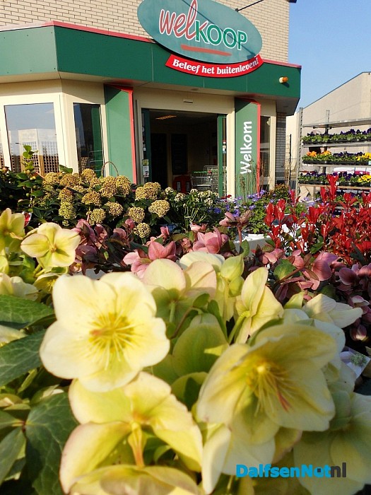 Bij lente horen ook prachtige planten