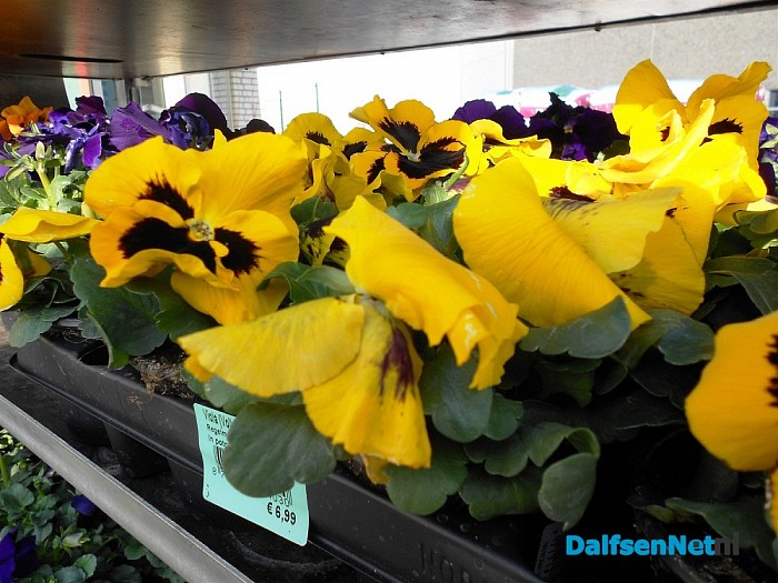 Bij lente horen ook prachtige planten