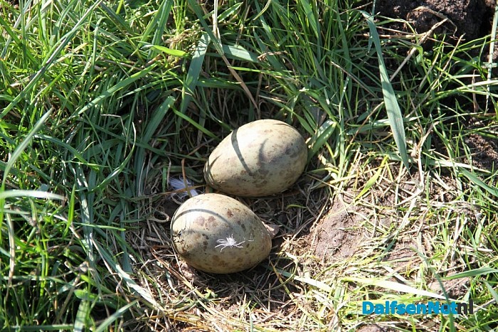 Eerste wulpenei van Nederland gevonden in de Mastenbroekerpolder!