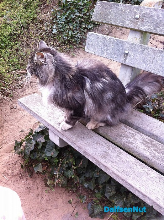 Van wie is deze poes in Hoonhorst?