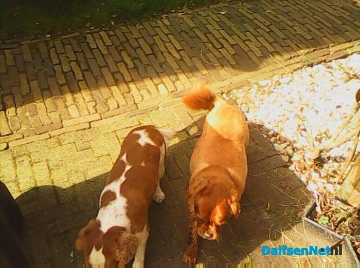 Aan komen lopen 2 honden