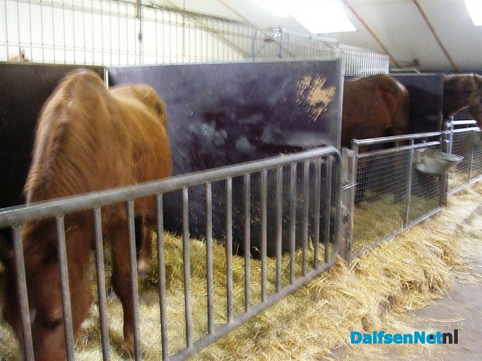 Oude manegepaarden worden goed verzorgd