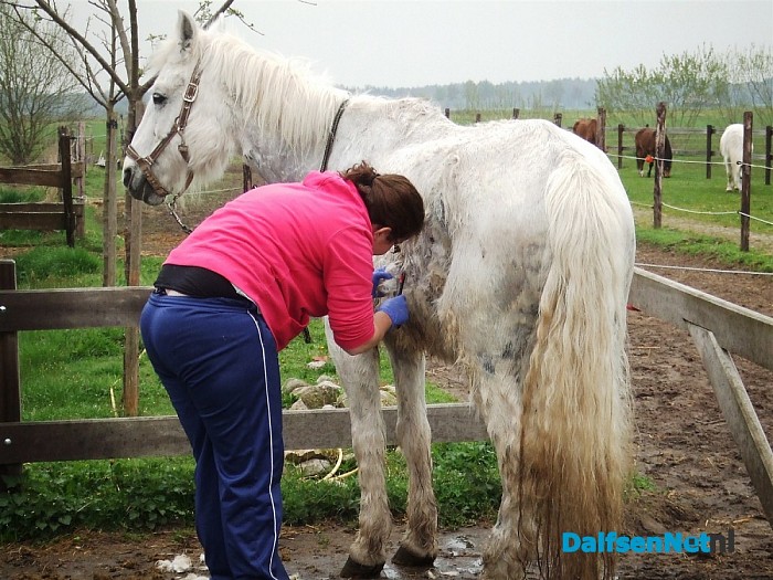 Oude manegepaarden worden goed verzorgd