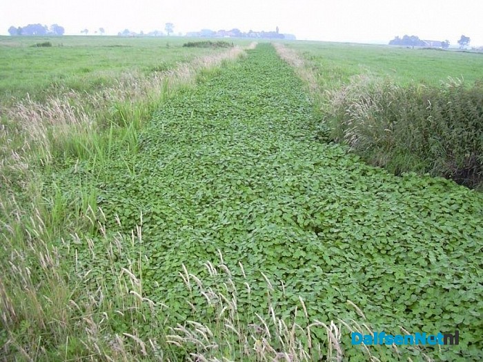 Laat het buitenwater niet dichtgroeien met uw vijverplanten