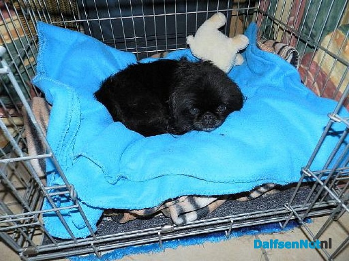 Baasje gezocht voor Snoopy