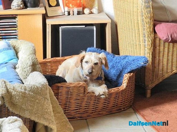 Baasje gezocht voor lieve Suzsi