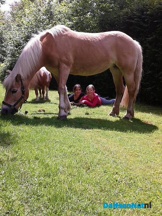 Opvangboerderij Villa Kakelbont in hartje Dalfsen. - Foto: Annemieke