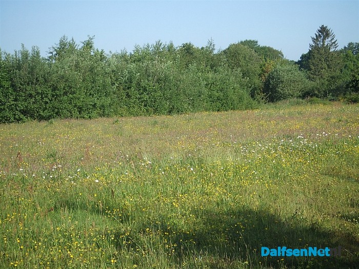 Genieten van een bloemenpracht aan de Dedemsweg