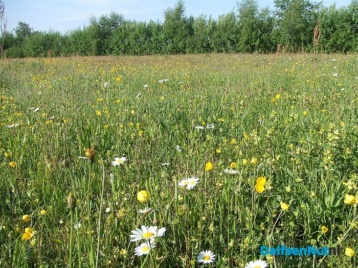 Genieten van een bloemenpracht aan de Dedemsweg