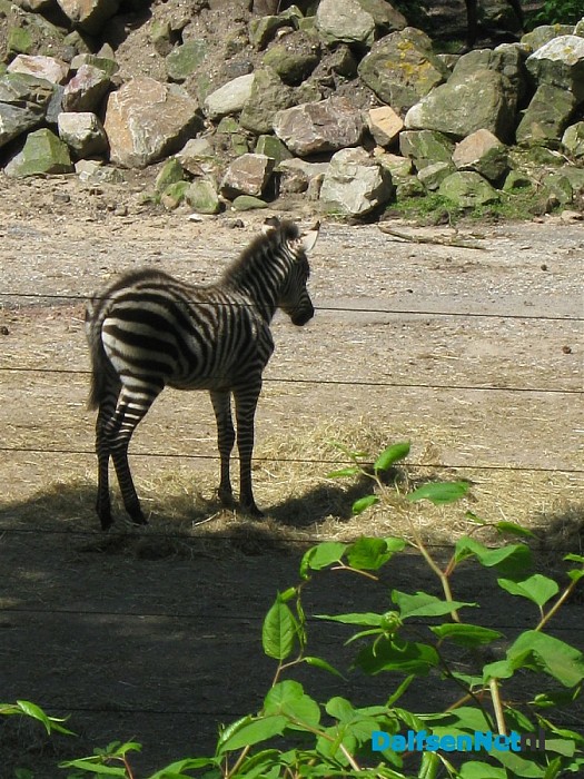 Zebra met een probleem (column)