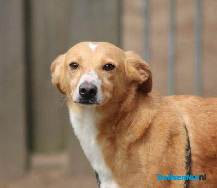Hond vermist