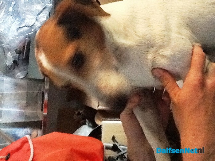 Hond gevonden