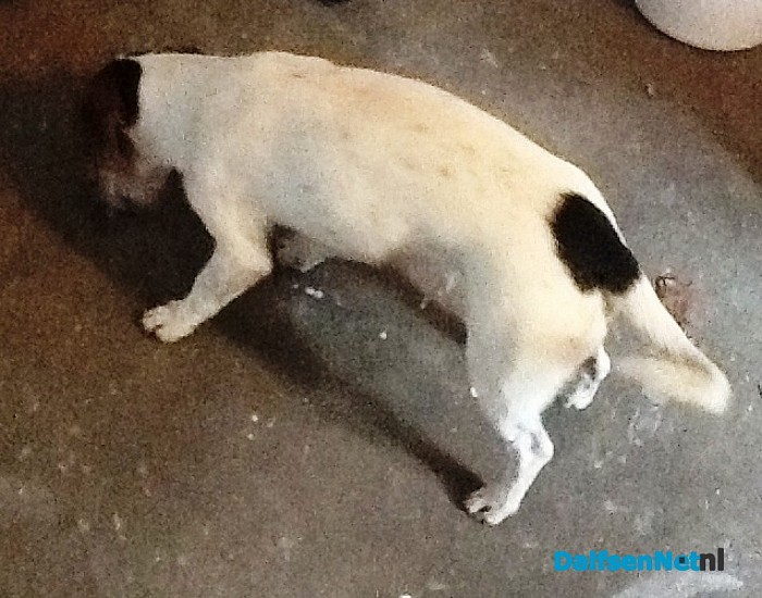 Hond gevonden