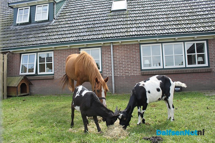 Opvangboerderij Villa Kakelbont in hartje Dalfsen. - Foto: Annemieke