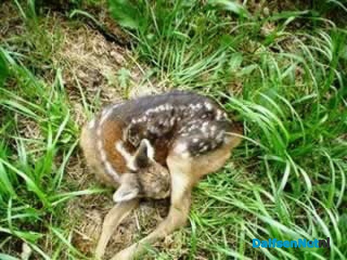 Jagers en reewildkenners zoeken preventief reekalfjes