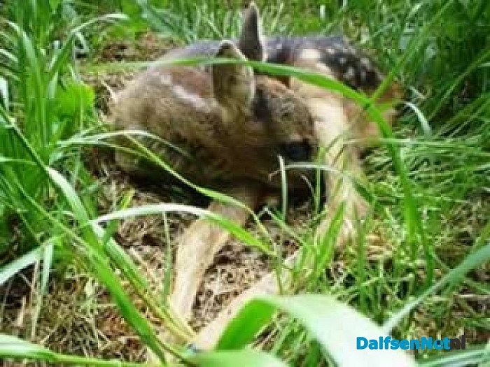 Jagers en reewildkenners zoeken preventief reekalfjes
