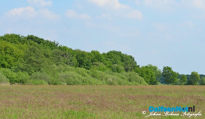 Mooie zomerse dagen! - Foto: Johan Bokma