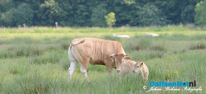 Mooie zomerse dagen! - Foto: Johan Bokma
