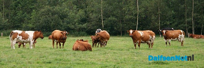 Open dagen Westerkamp Vleesvee op 14 en 15 juni