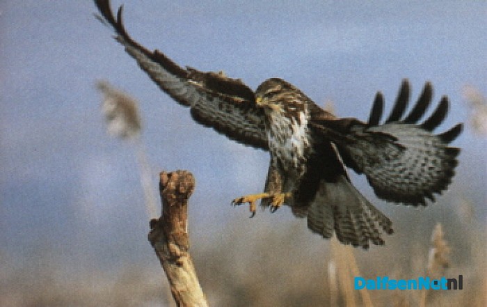 De buizerd van de Hoevenweg