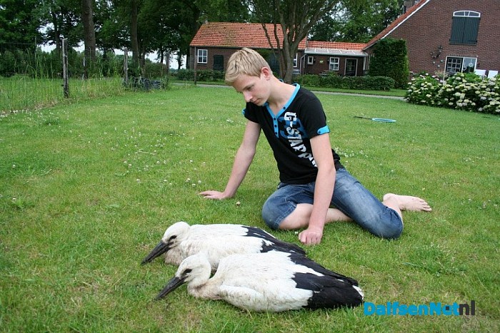 Ooievaars ringen