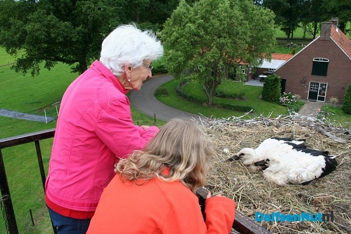 Ooievaars ringen