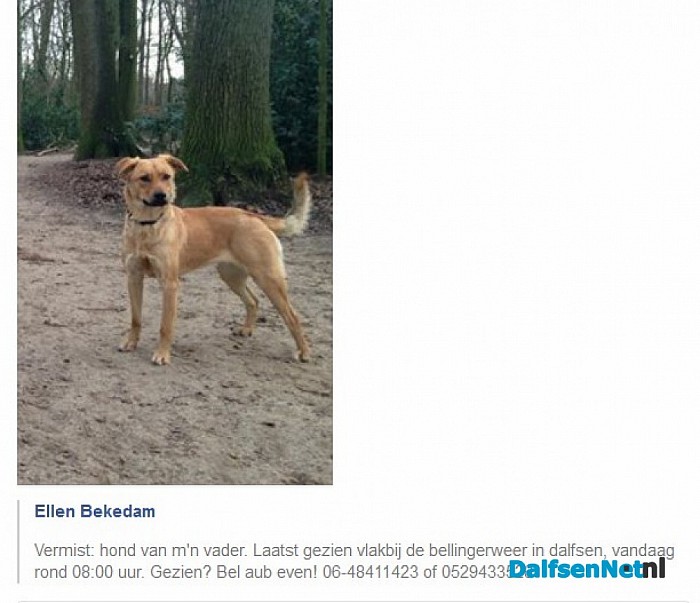 Hond vermist
