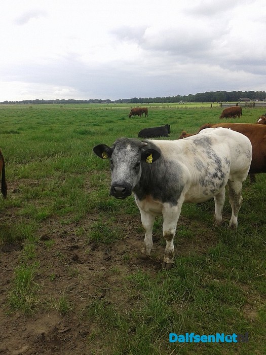 Open dag Westerkamp vleesvee, ook zondag nog
