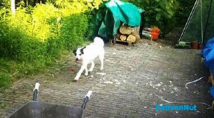Vreemde honden bijten kippen dood