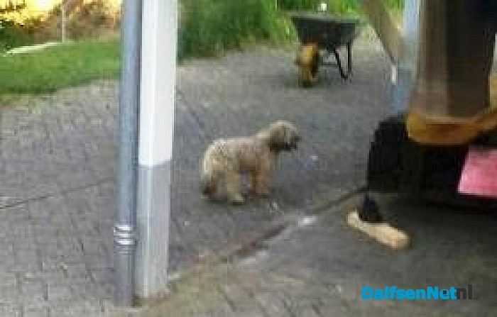 Vreemde honden bijten kippen dood