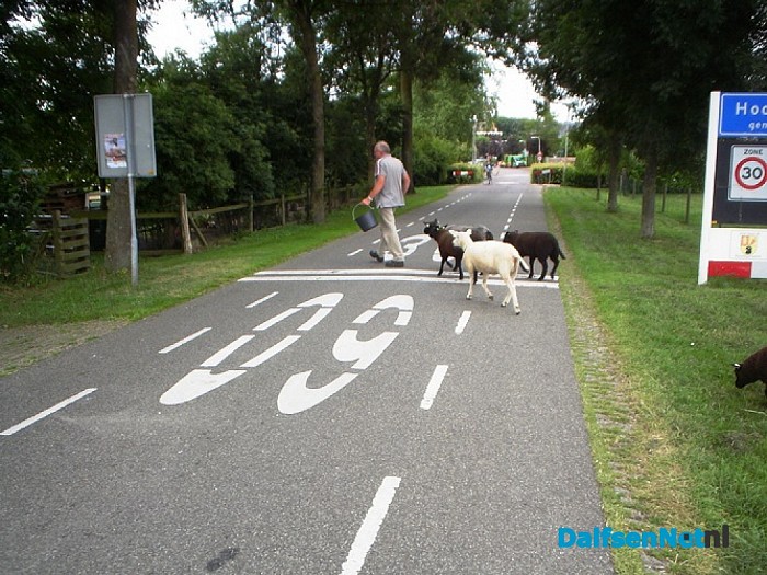 Een kudde overzetten ging vandaag niet vanzelf