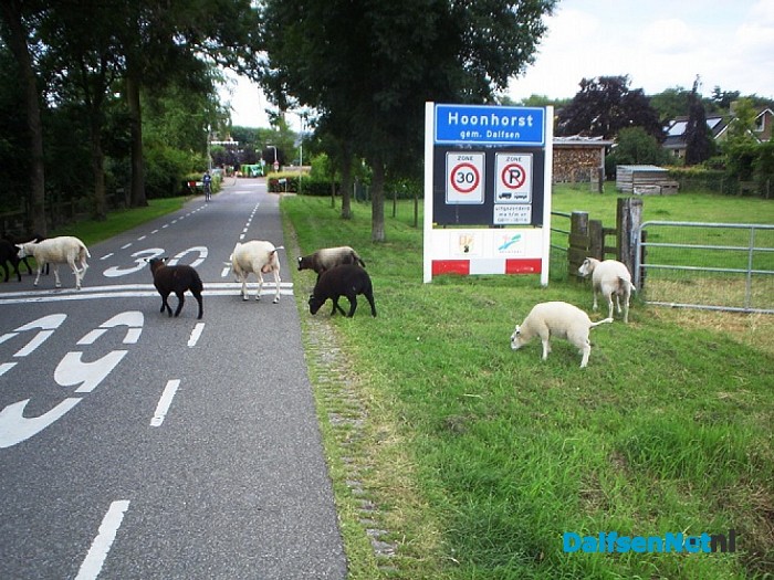 Een kudde overzetten ging vandaag niet vanzelf