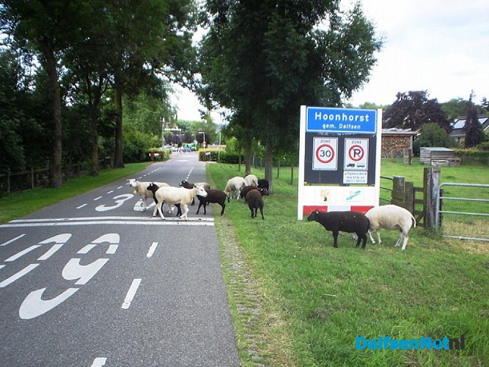 Een kudde overzetten ging vandaag niet vanzelf
