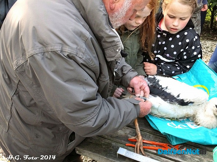 Veel belangstelling vogels ringen Hoonhorst