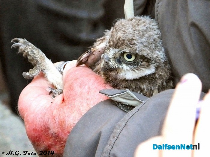 Veel belangstelling vogels ringen Hoonhorst
