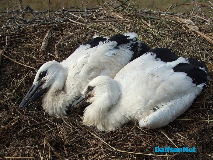 Veel belangstelling vogels ringen Hoonhorst