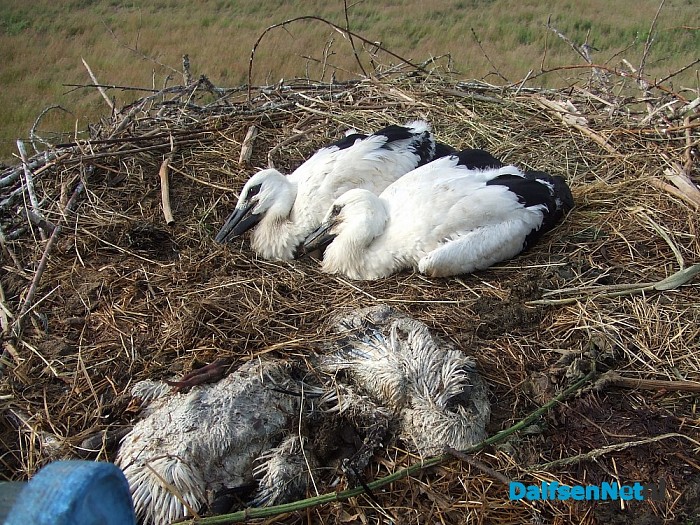 Veel belangstelling vogels ringen Hoonhorst