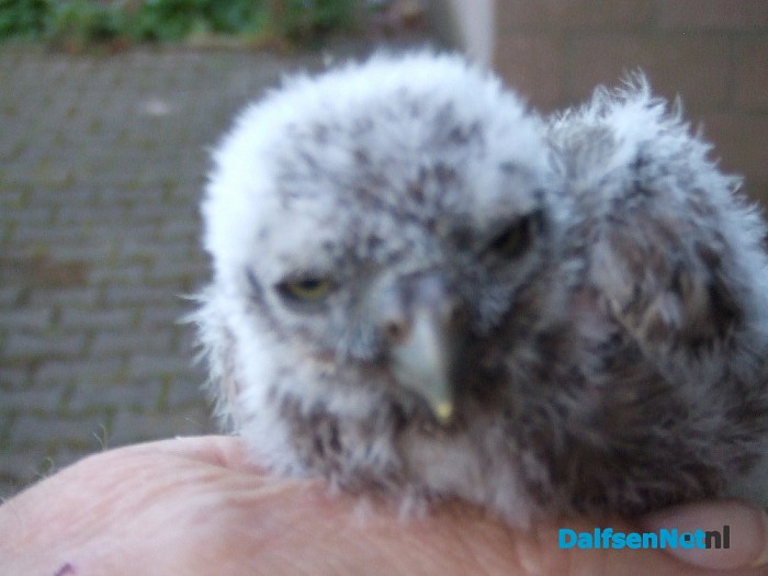 Veel belangstelling vogels ringen Hoonhorst