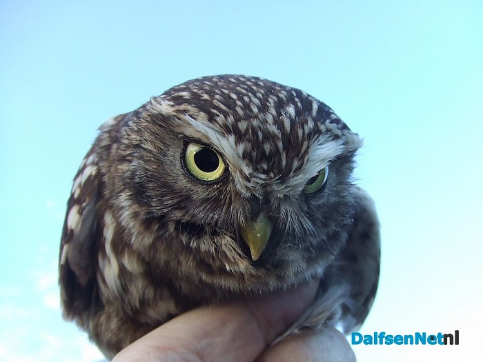 Veel belangstelling vogels ringen Hoonhorst
